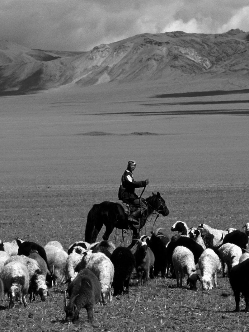 Black-and-white photograph of a herder on horseback guiding a flock of sheep across an open plain, with rugged mountains in the background under a partly cloudy sky