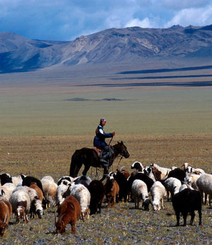 Made in Mongolia : Discover The Origins of N.Peal Cashmere